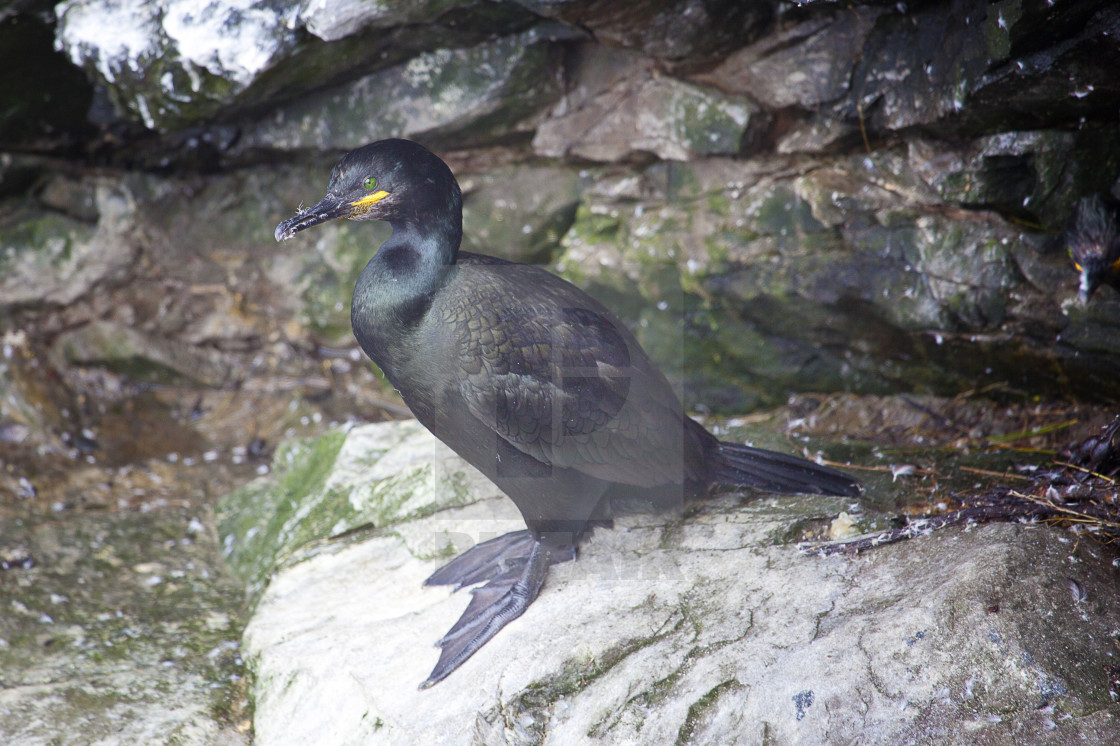 "Cormarant sat on a rock" stock image