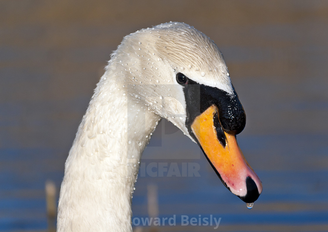 "Close up of the face of a Mute swan in the sun" stock image