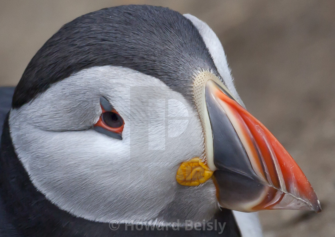 "Close up of a puffin's face" stock image