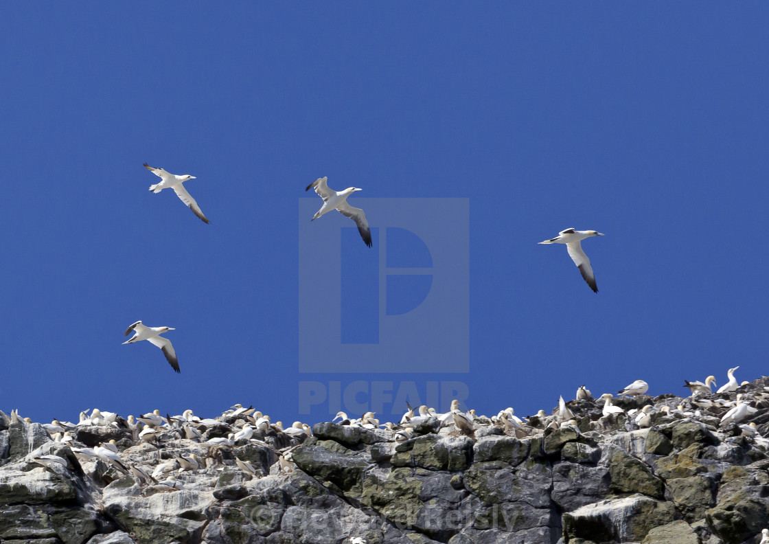 "Gannets in flight over St Kilda" stock image