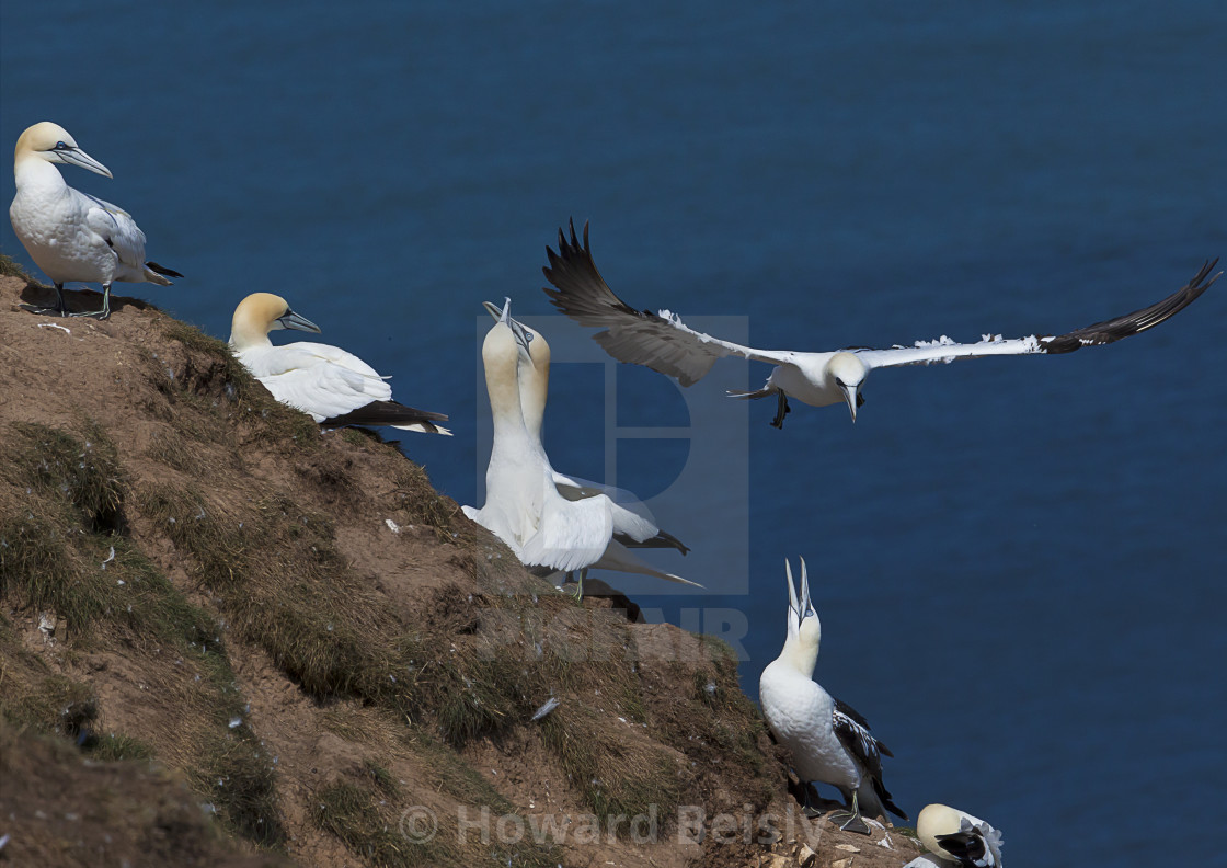 "Gannets on the cliff at RSPB Bempton" stock image