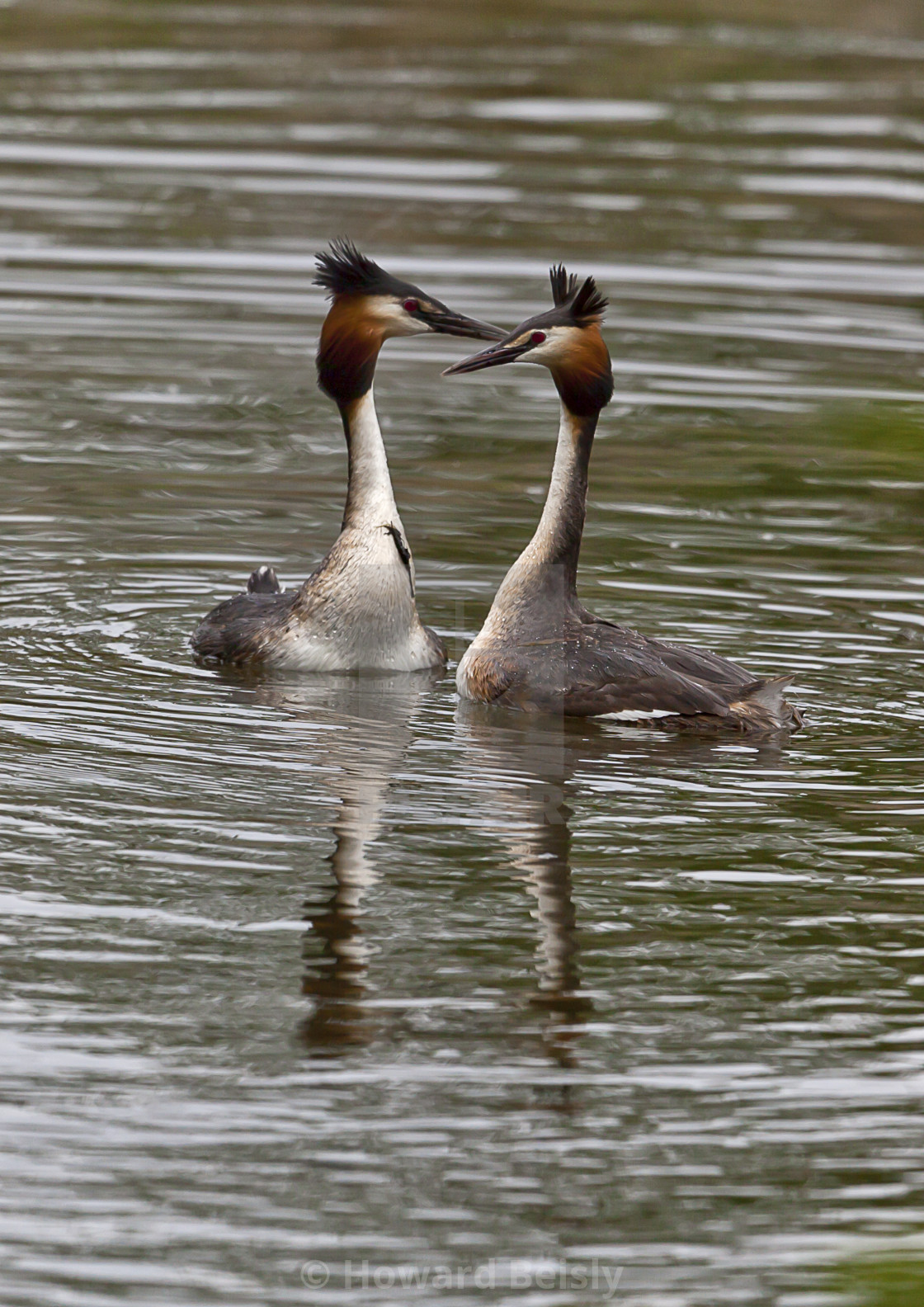 "Two Great crested Grebe display" stock image