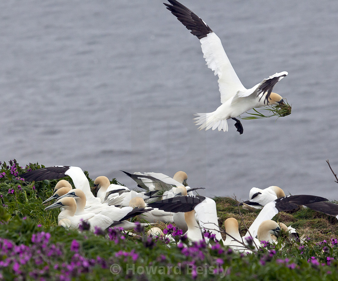 "Gannets collecting nesting material on Bempton Cliffs" stock image