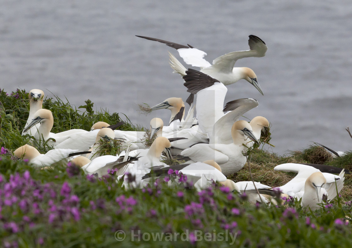 "A group of gannets at Bempton Cliffs" stock image