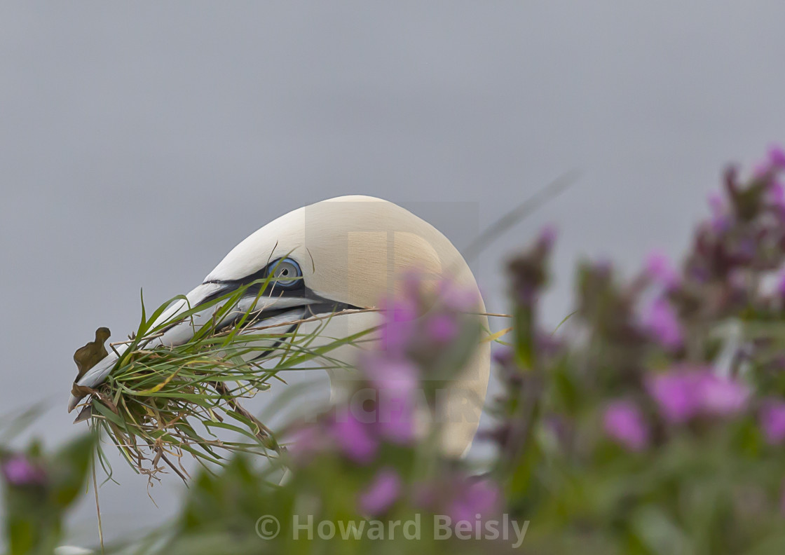 "A gannet collecting nesting material on Bempton Cliff" stock image