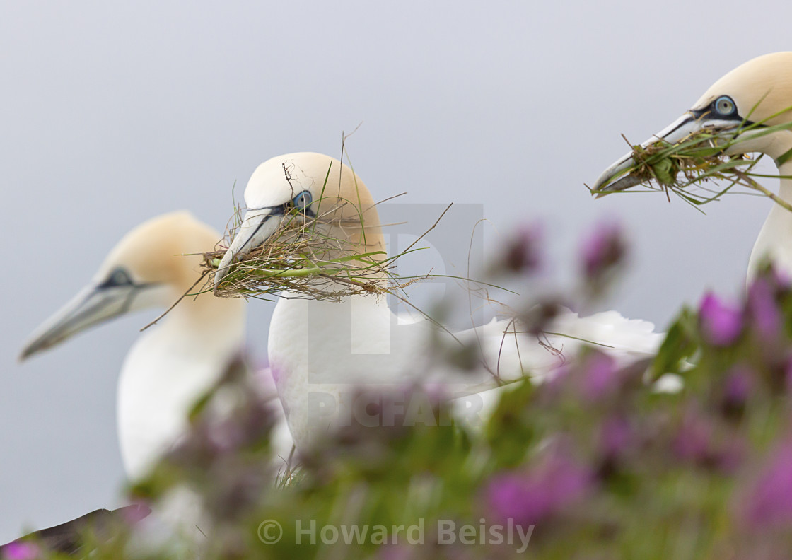 "3 gannets in a row" stock image