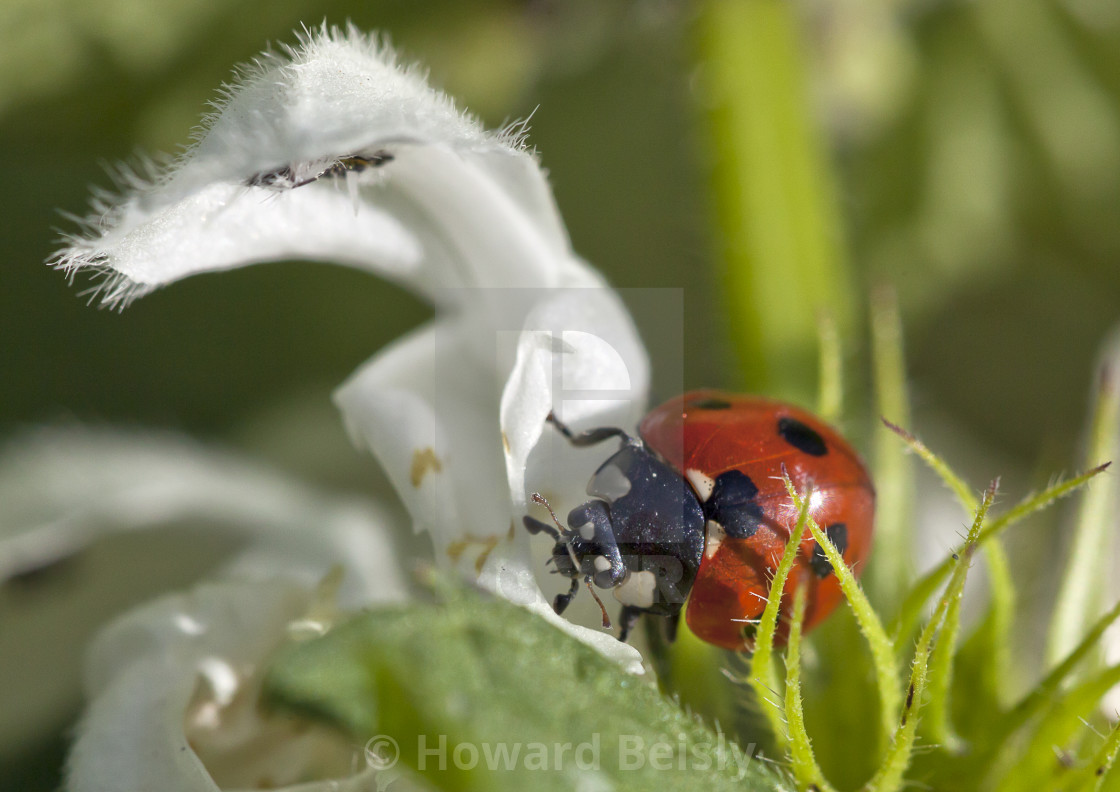 "A seven spotted ladybird making it way along the leaf" stock image