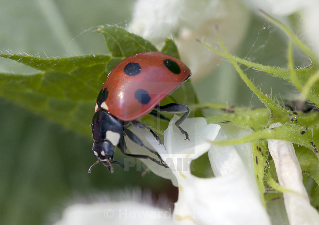 "A seven spotted ladybird on sweet nettle leaves" stock image