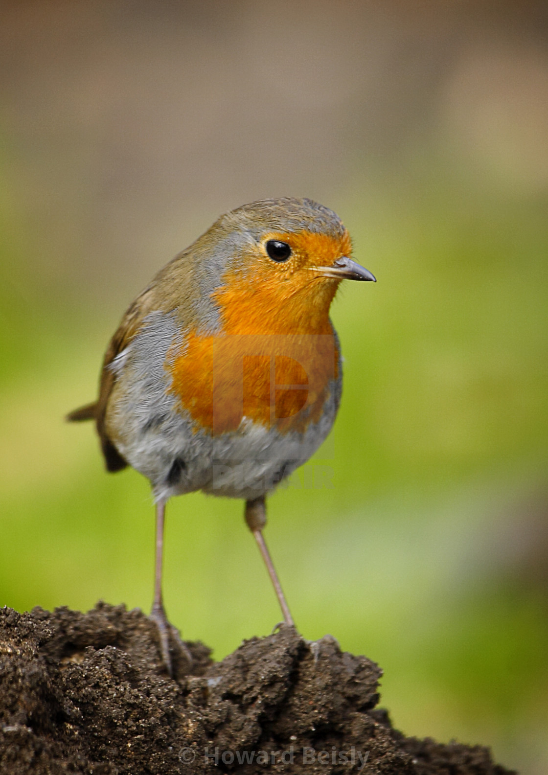 "Robin" stock image