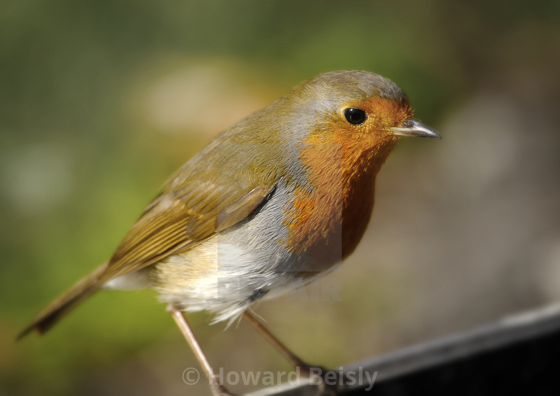 "Close up of a robin" stock image