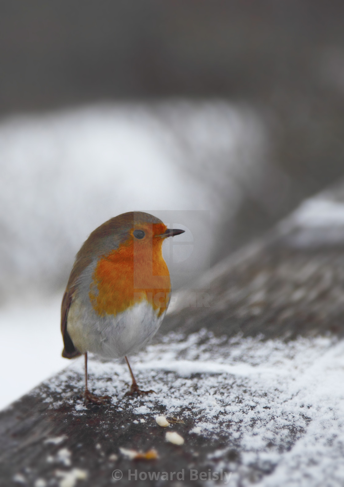 "Robin in the snow" stock image