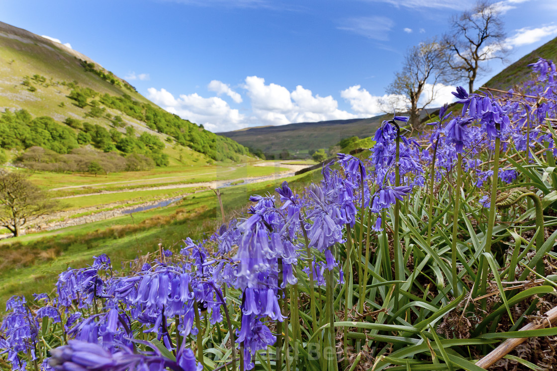 "Bluebells near Keld, Swaledale" stock image