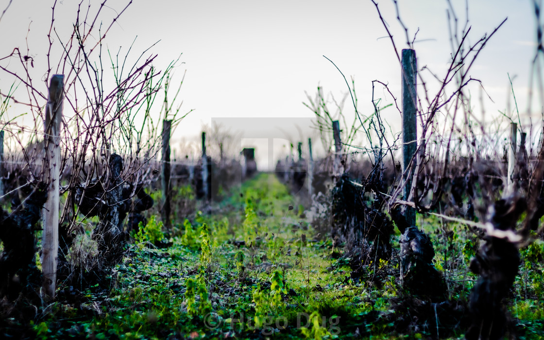 "Prieuré de la Chaise vineyard" stock image