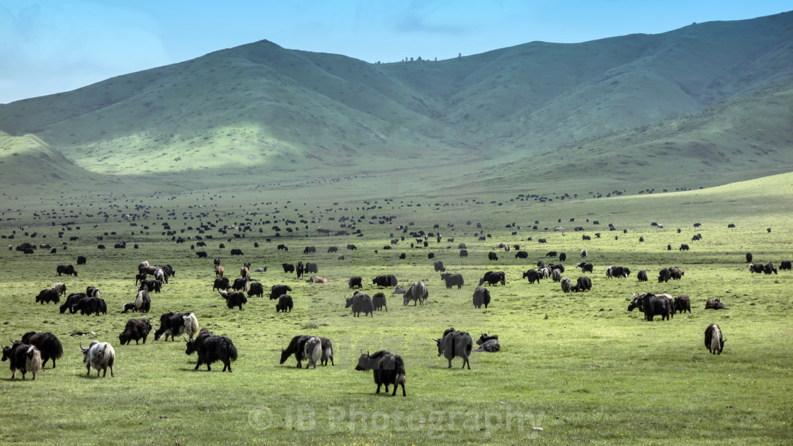 "Tibetan Yaks" stock image