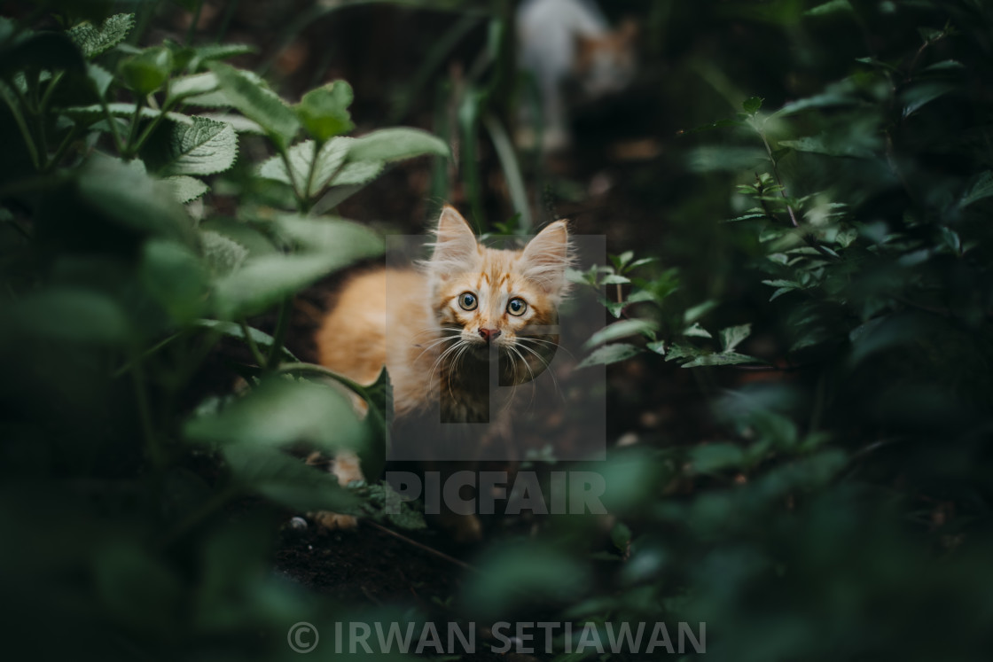 "cute little cat" stock image