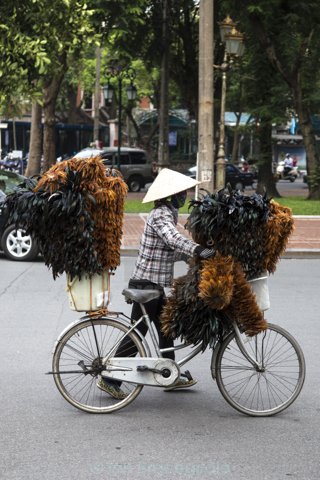 "Feather dusters" stock image