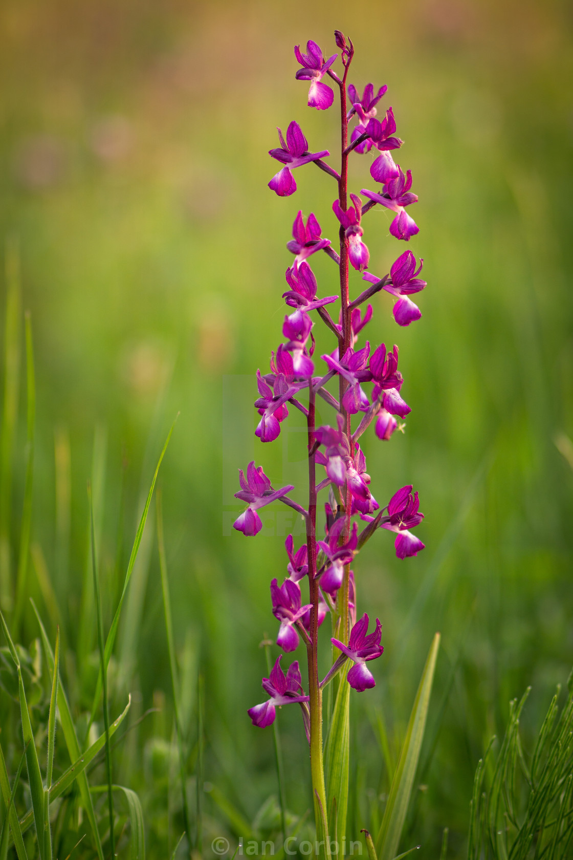 Wild Orchid License Download Or Print For 12 40 Photos Picfair
