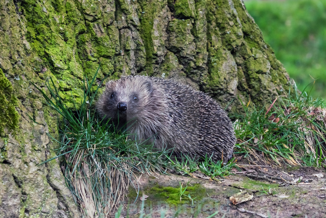 Hedgehog snuffling around a tree trunk - License, download or print for £ | Photos | Picfair Hedgehog snuffling around a tree trunk - License, download or print for £ | Photos | Picfair