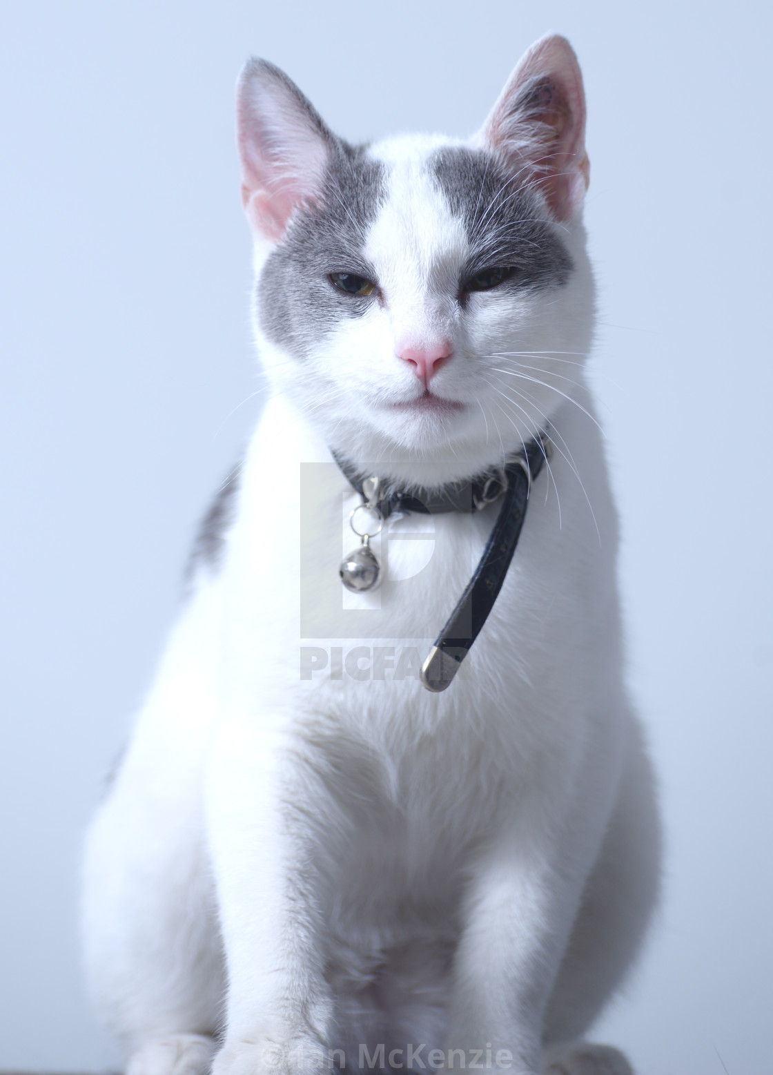 White Cat With Grey Patches License Download Or Print For