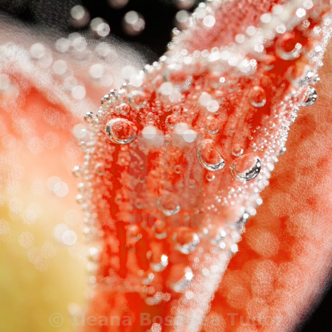 "Abstract underwater composition with orchid petals" stock image