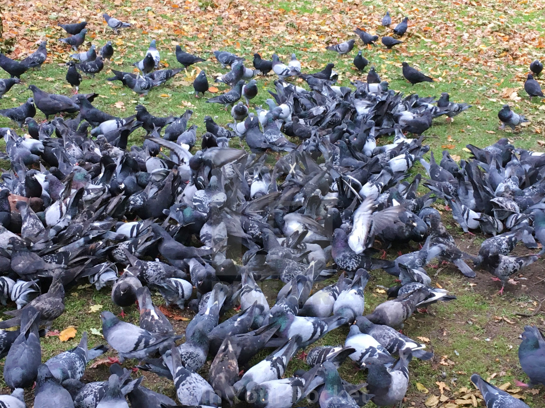 "Kraków Pigeons" by In Your Pocket - $3.06 "Kraków Pigeons" stock image