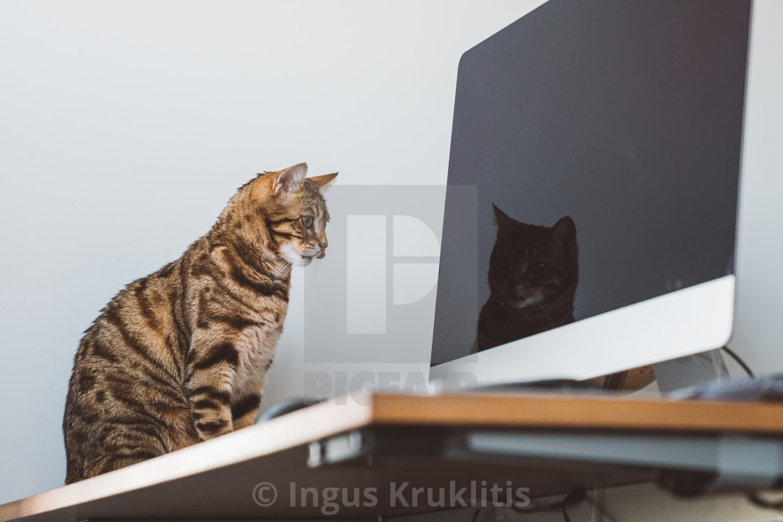 Cute Bengal Cat Living In The Modern Apartment License