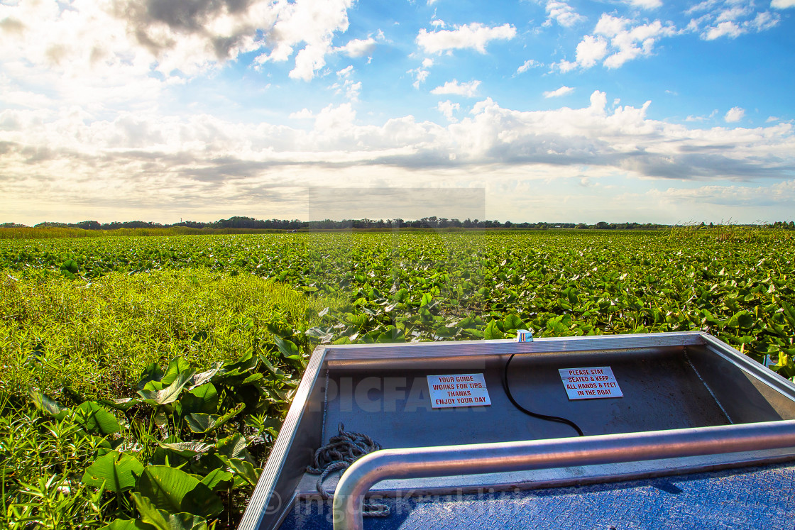 "Airboat driving in a swamp or lake at the sunrise looking for the alligators..." stock image