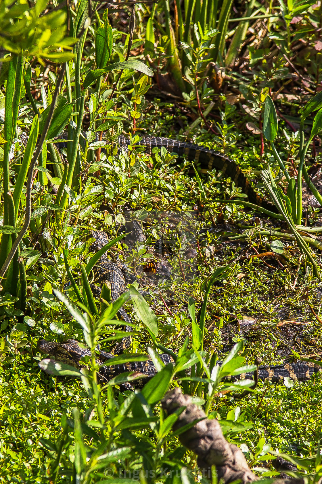 "Small crocodiles / alligators hiding in the grass near Orlando, Florida." stock image