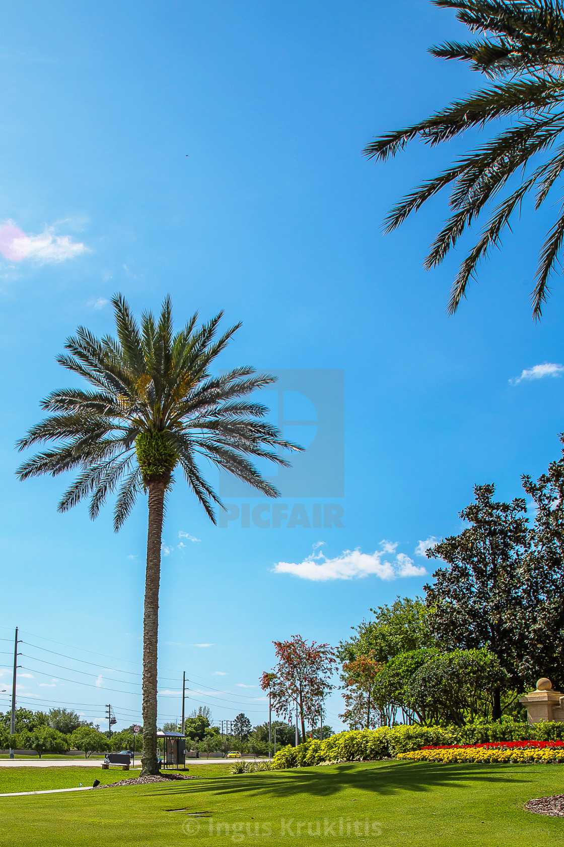 "Nice grass with palm trees against the blue sky and cloud in USA." stock image