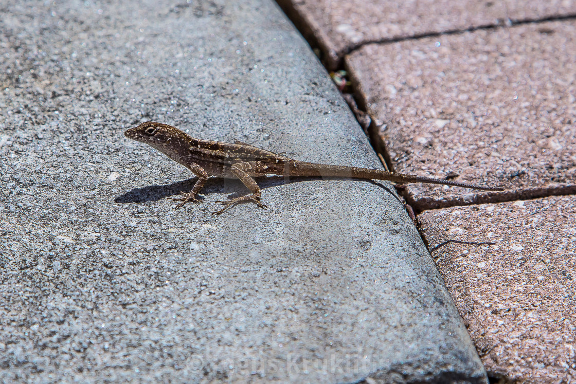 "Small lizard standing on the pavement / rock. Closeup" stock image