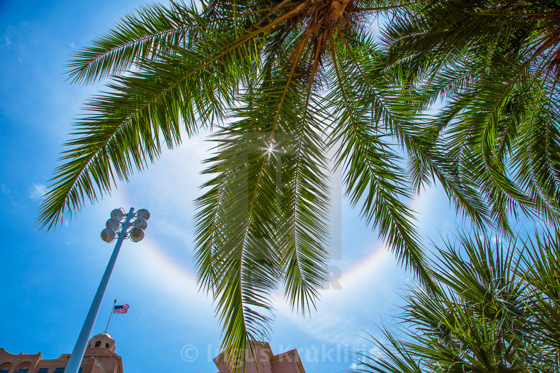 "Beautiful amazing sun halo shinning through the palm trees in Florida" stock image