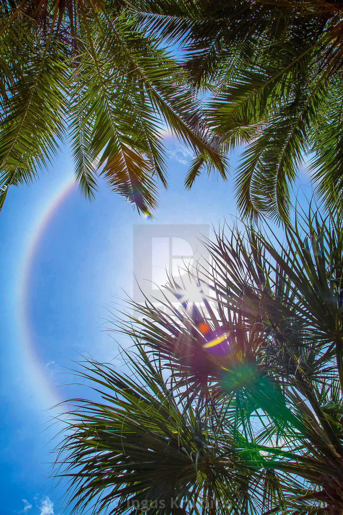 "Sun rainbow circular halo phenomenon with palm trees. Amazing and beautiful." stock image