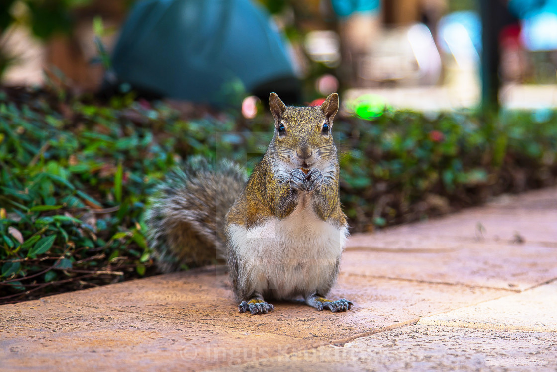 "Cute little squirrel sitting and eating nuts" stock image