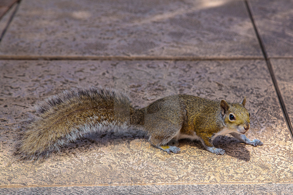 "Little squirrel standing on the pavement on the street. Cute little squirrel." stock image