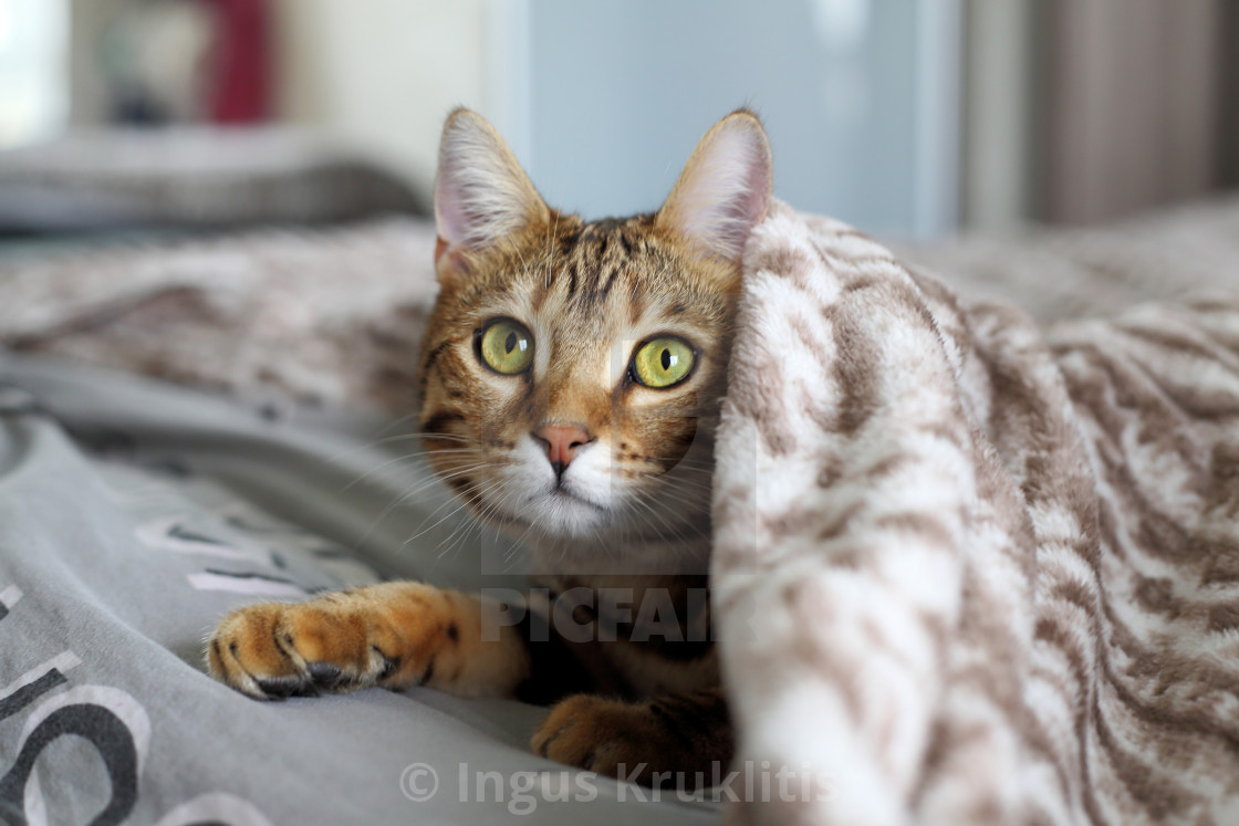 "Cat lying in the bed under the blanket. Cat thinks he is human." stock image