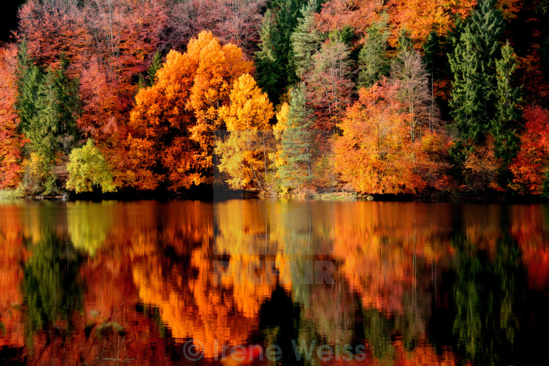 Colors Of Fall License Download Or Print For 55 80 Photos Picfair