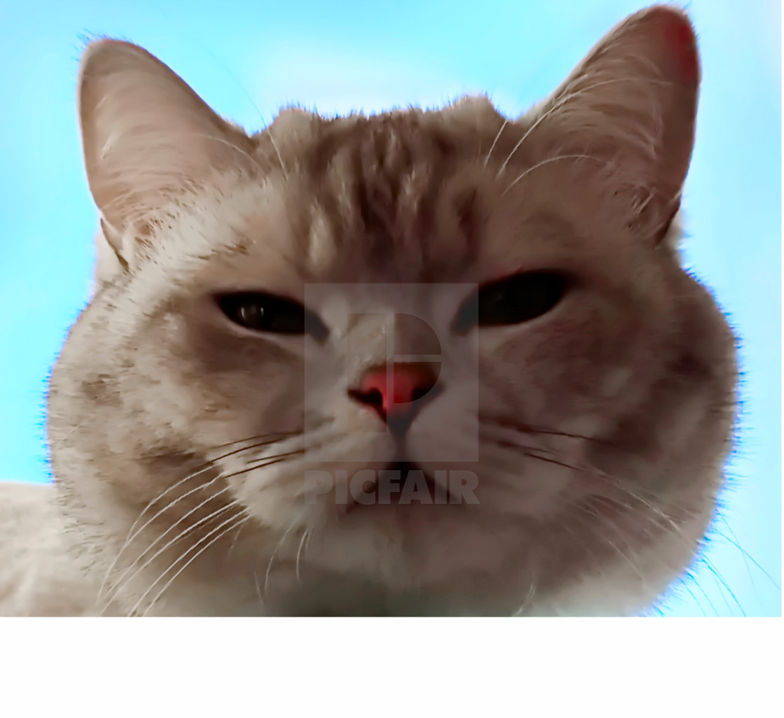 Cat Cute Kitty Cat Funny Cats Sit On Window Top License