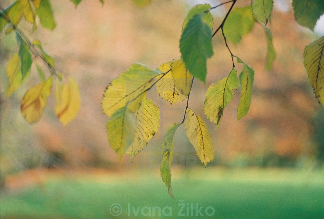 "Leaves" stock image