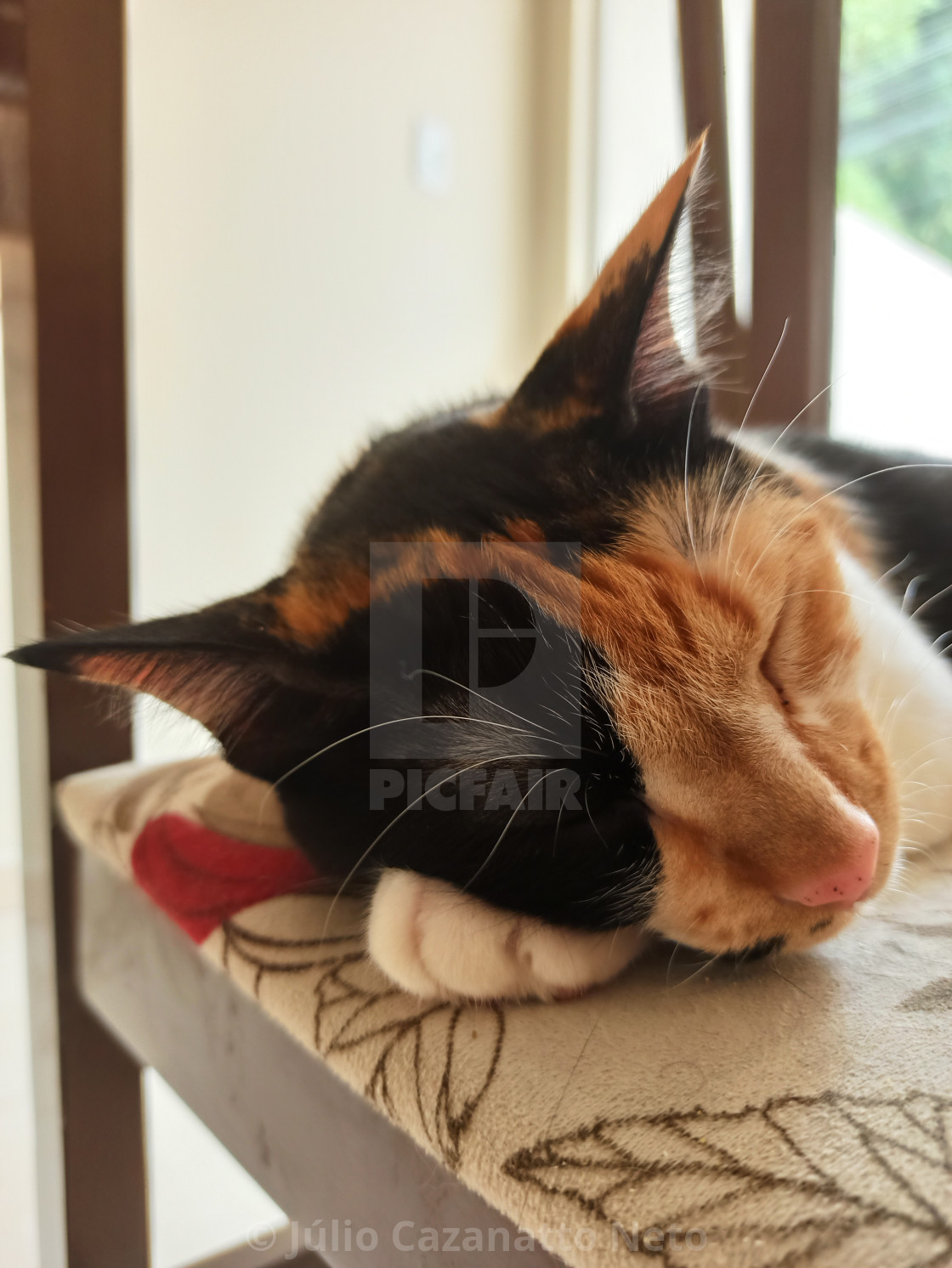The Cat On The Chair License Download Or Print For 12 40