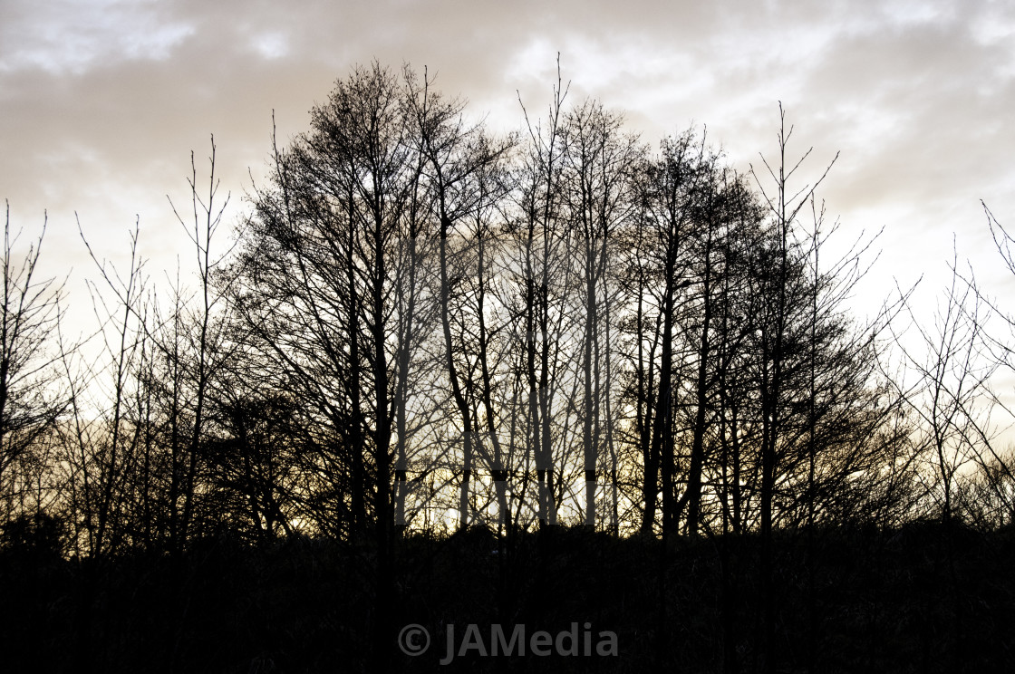 "Winter Trees on Ridge" stock image