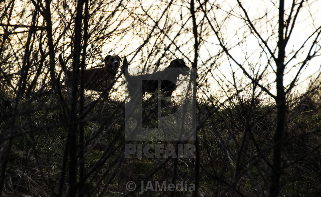 "Dogs at Dusk" stock image