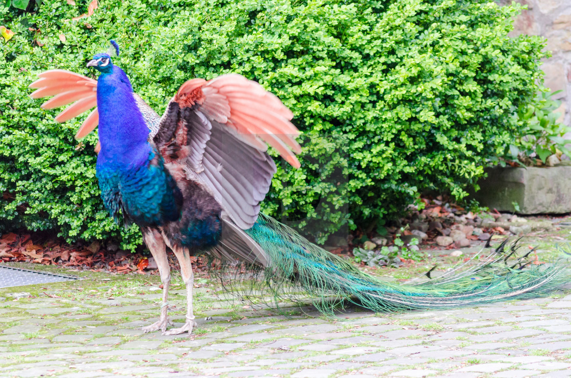 Peacock Swings The Wings License Download Or Print For 6 20 Photos Picfair