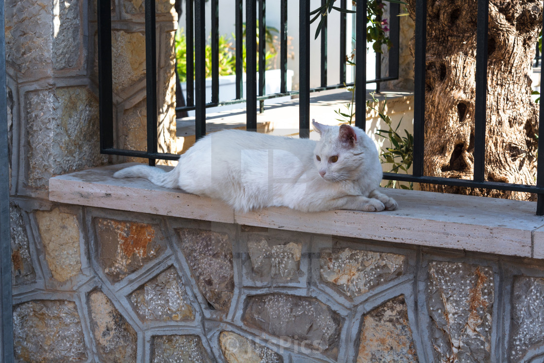 Weisse Katze Liegt Auf Einer Mauer License Download Or Print For 9 92 Photos Picfair