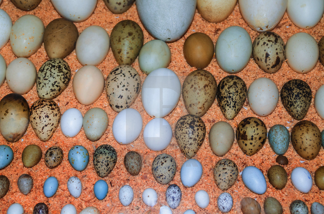 Collection Of Various Birds Eggs License Download Or