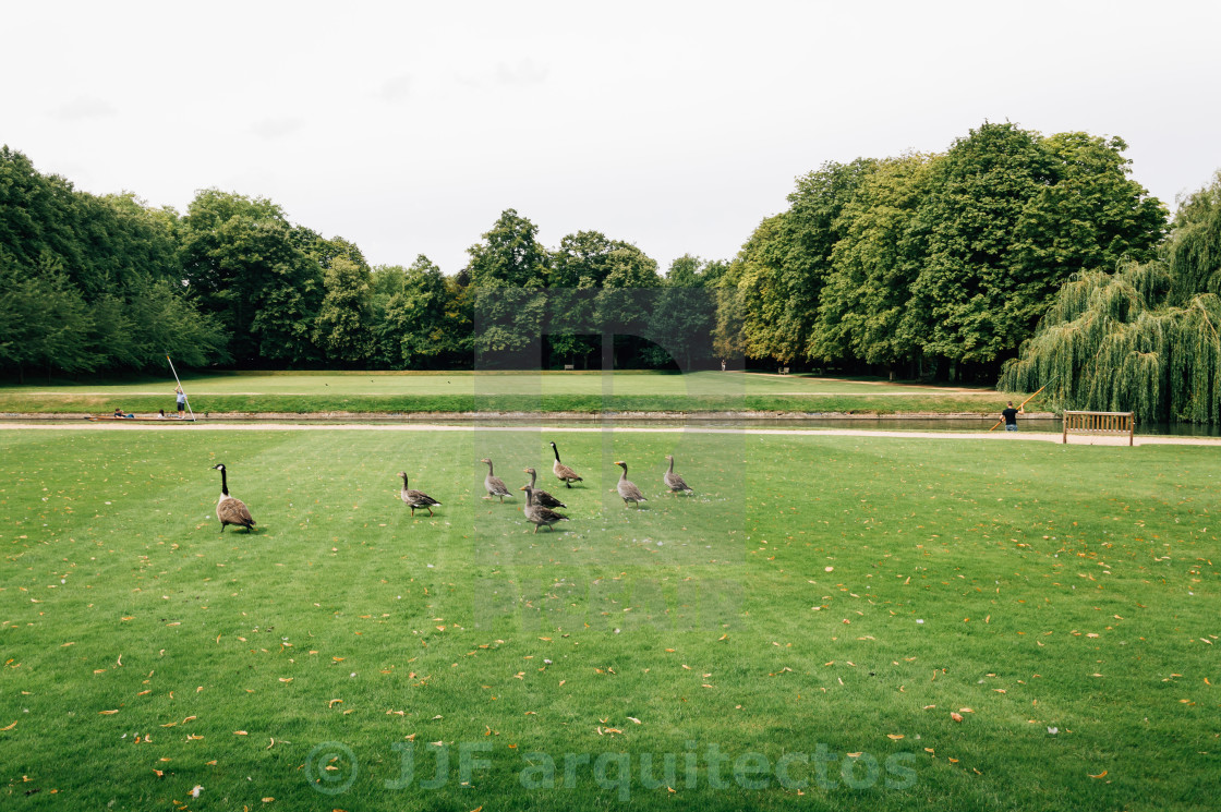 "Riverside with ducks in Cambridge" stock image