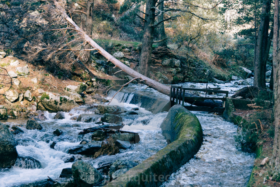 "River of mountain crossing a forest." stock image