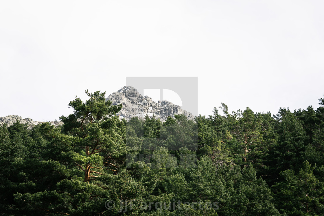 "Woodland and snow capped mountain range" stock image