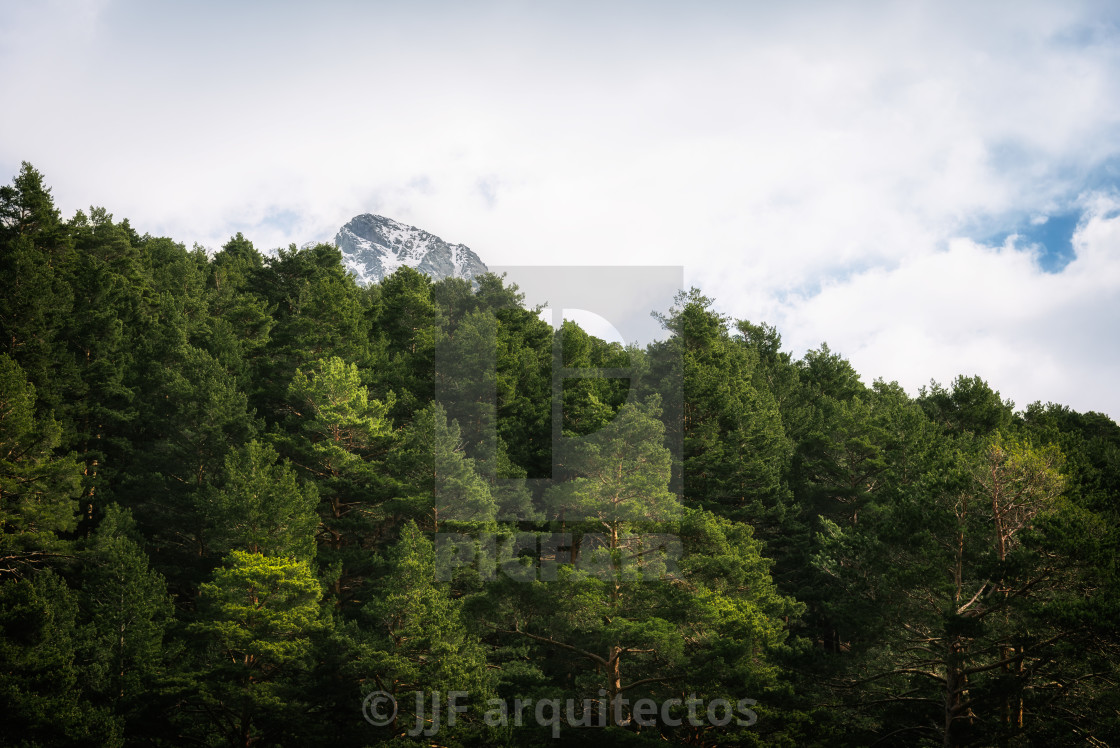 "Woodland and snow capped mountain range" stock image