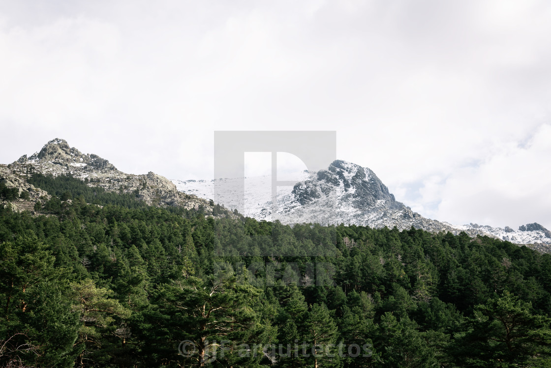 "Woodland and snow capped mountain range" stock image