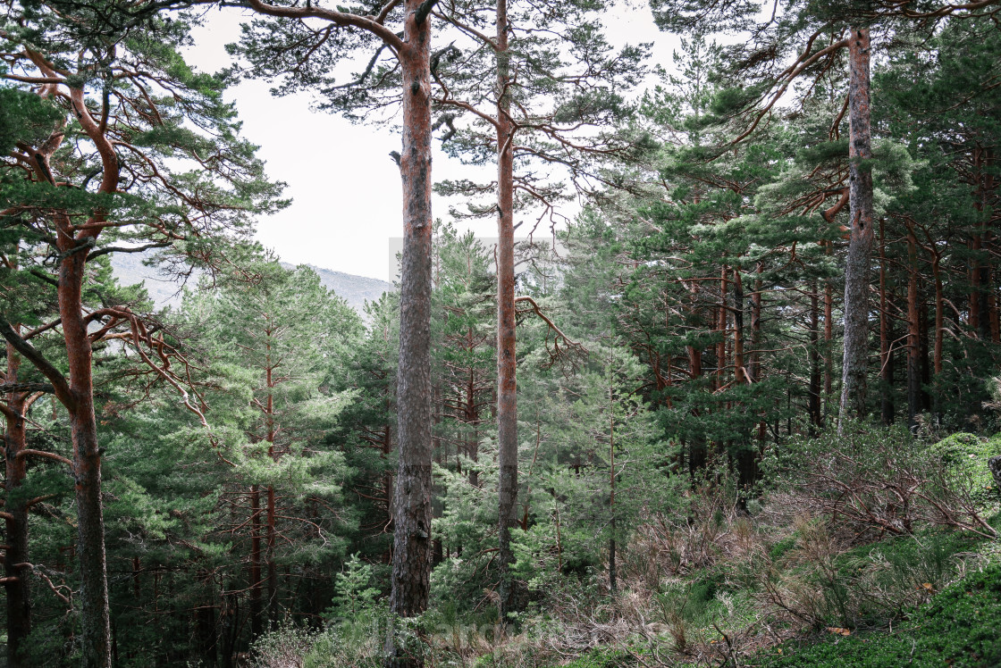 "Coniferous pine tree woodland" stock image